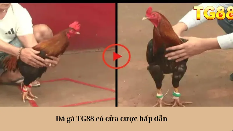 Đá gà TG88 có cửa cược hấp dẫn