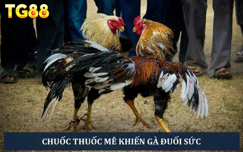 Chuốc thuốc mê khiến gà mất dần sức lực