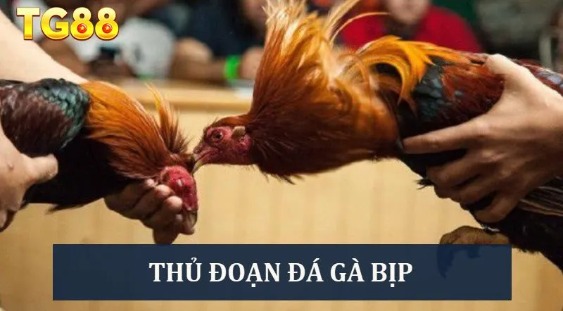 Tìm hiểu thông tin đá gà bịp từ A - Z