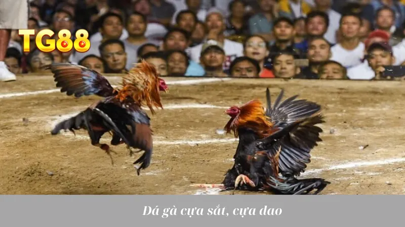 Đá gà cựa sắt, cựa dao