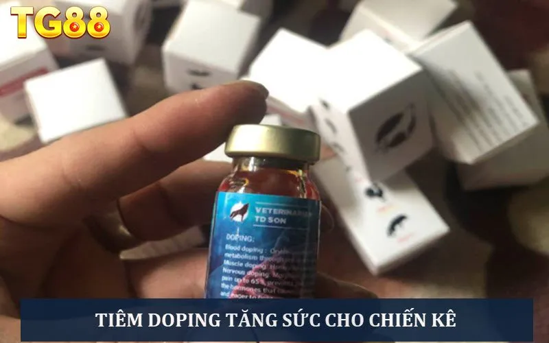 Tiêm doping buff sức mạnh thi đấu của chiến kê